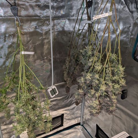 Blueberry Muffin growlog timeline photo