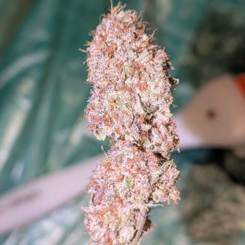 Blueberry Muffin growlog timeline photo