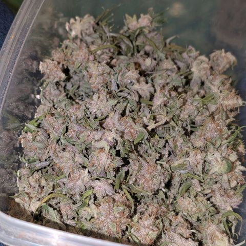 Blueberry Muffin growlog timeline photo