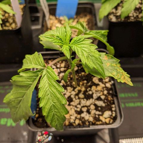 Pineapple Muffin growlog timeline photo