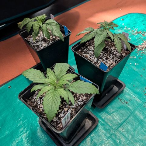 Pineapple Muffin growlog timeline photo