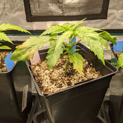Pineapple Muffin growlog timeline photo