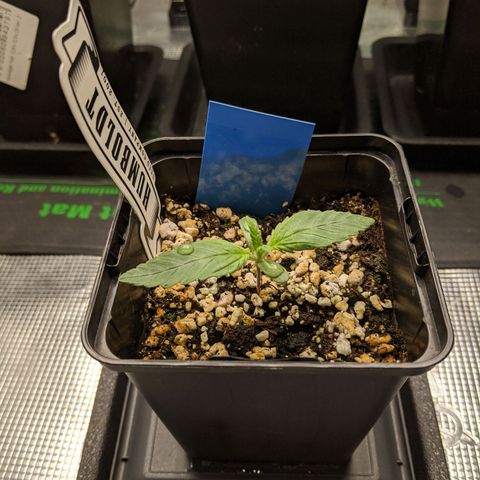 Humboldt Sour Diesel growlog timeline photo