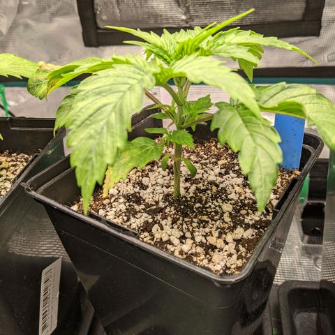 Pineapple Muffin growlog timeline photo