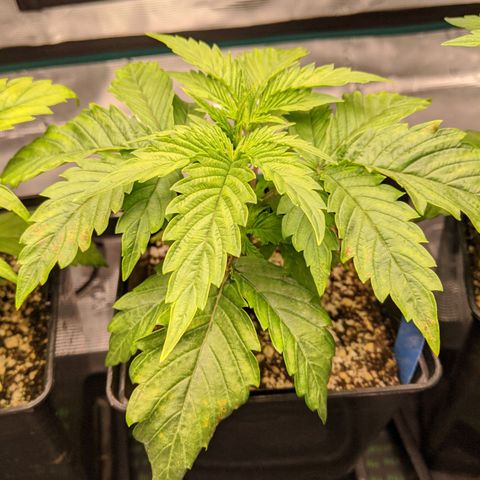 Pineapple Muffin growlog timeline photo