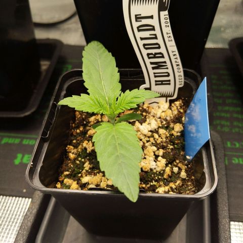 Humboldt Sour Diesel growlog timeline photo