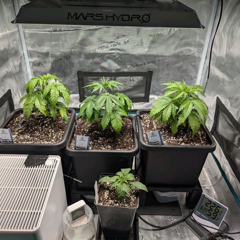 Pineapple Muffin growlog timeline photo