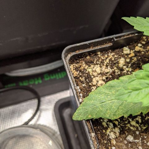 Humboldt Sour Diesel growlog timeline photo