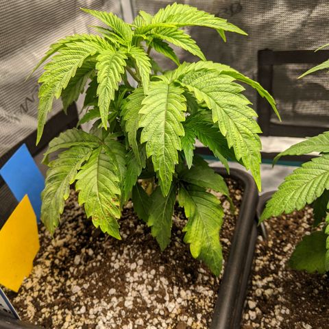 Pineapple Muffin growlog timeline photo
