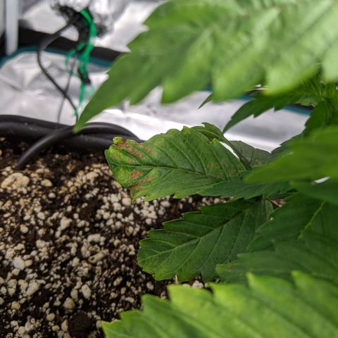 Pineapple Muffin growlog timeline photo