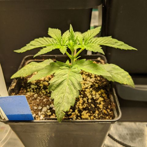Humboldt Sour Diesel growlog timeline photo