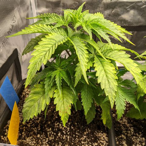 Pineapple Muffin growlog timeline photo