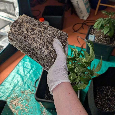 Pineapple Muffin growlog timeline photo