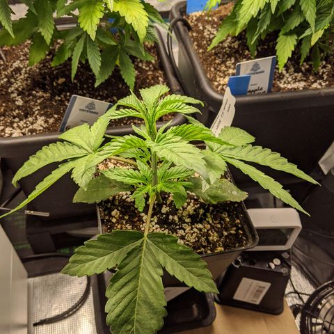 Humboldt Sour Diesel growlog timeline photo