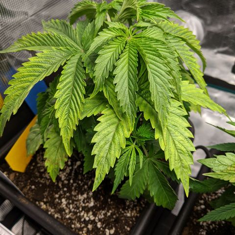 Pineapple Muffin growlog timeline photo