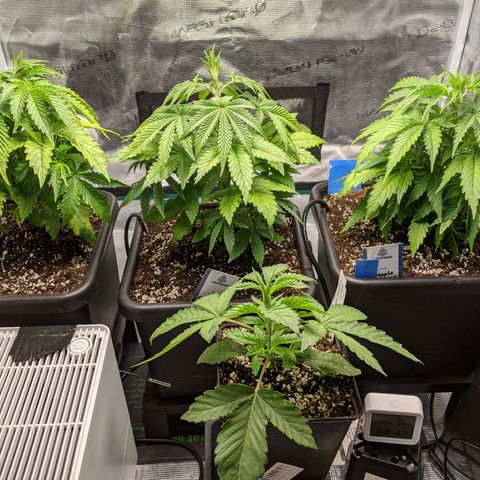 Pineapple Muffin growlog timeline photo