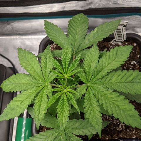 Humboldt Sour Diesel growlog timeline photo