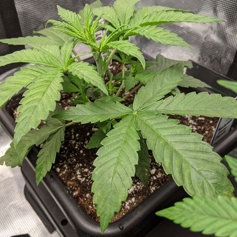 Humboldt Sour Diesel growlog timeline photo