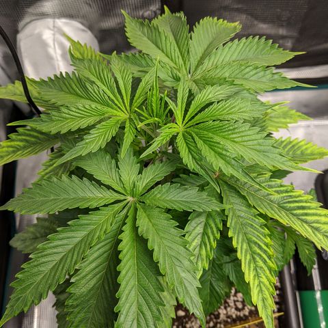 Pineapple Muffin growlog timeline photo