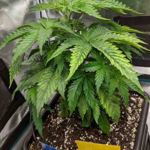 Pineapple Muffin growlog timeline photo