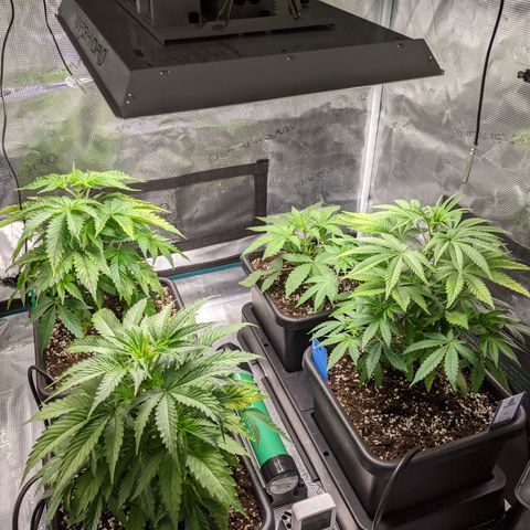 Pineapple Muffin growlog timeline photo
