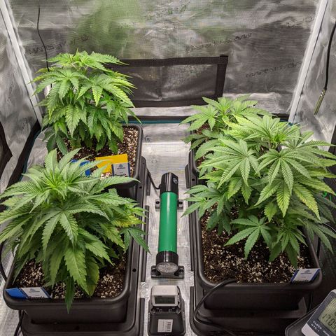 Pineapple Muffin growlog timeline photo