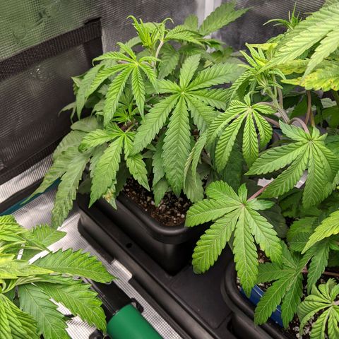 Humboldt Sour Diesel growlog timeline photo