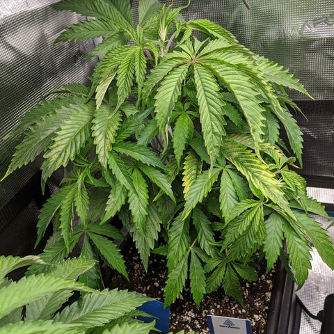 Pineapple Muffin growlog timeline photo