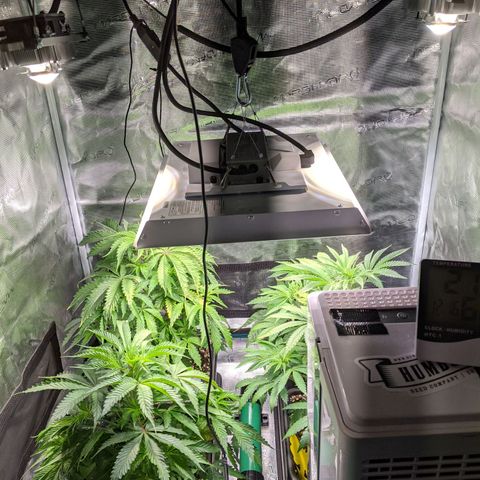 Pineapple Muffin growlog timeline photo