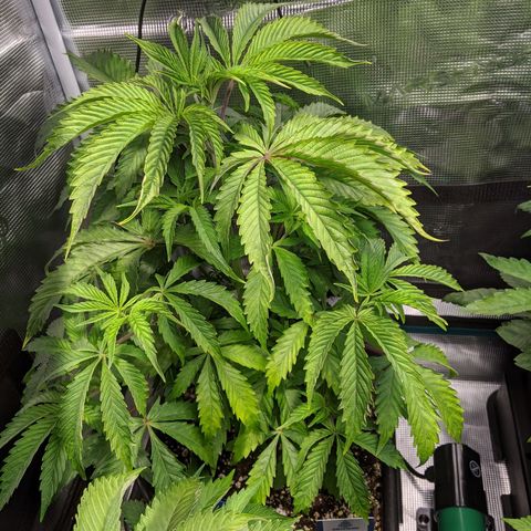 Pineapple Muffin growlog photo: Sieht nicht so top fit aus..