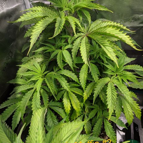 Pineapple Muffin growlog timeline photo