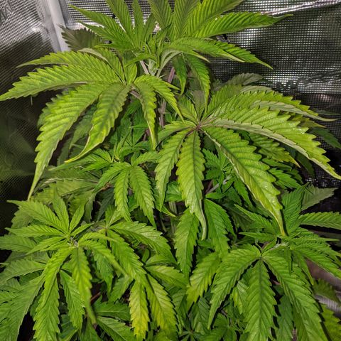Pineapple Muffin growlog timeline photo