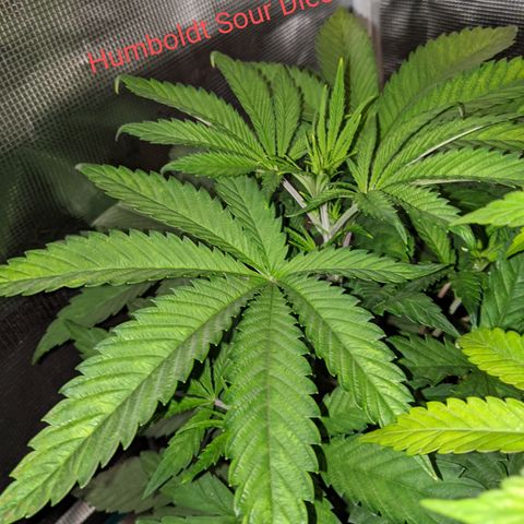 Humboldt Sour Diesel growlog timeline photo