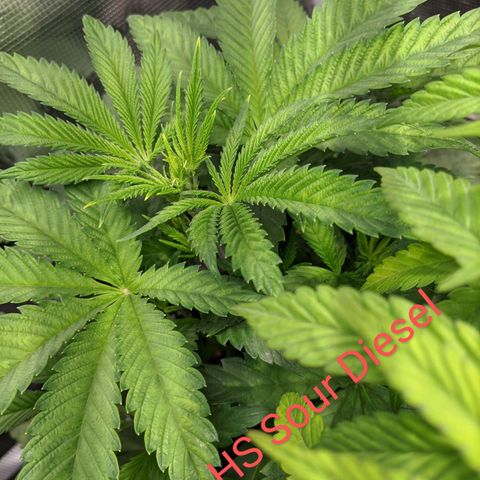 Humboldt Sour Diesel growlog timeline photo