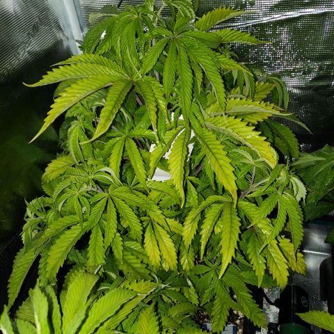 Pineapple Muffin growlog timeline photo