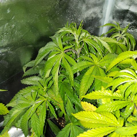 Humboldt Sour Diesel growlog timeline photo