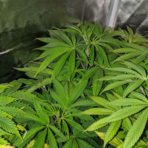 Humboldt Sour Diesel growlog timeline photo