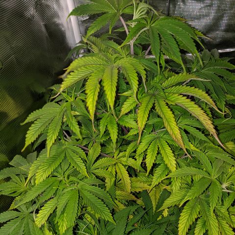 Pineapple Muffin growlog timeline photo