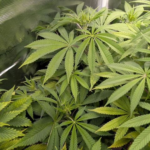 Humboldt Sour Diesel growlog timeline photo