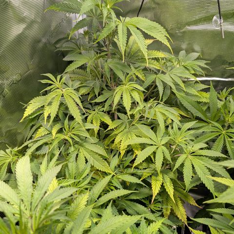 Pineapple Muffin growlog timeline photo