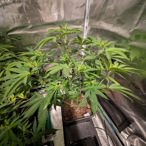 Humboldt Sour Diesel growlog timeline photo