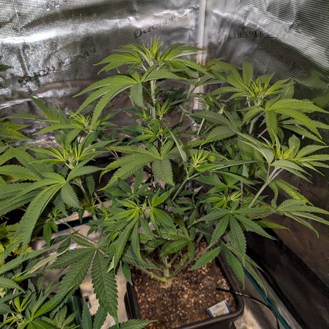 Humboldt Sour Diesel growlog timeline photo