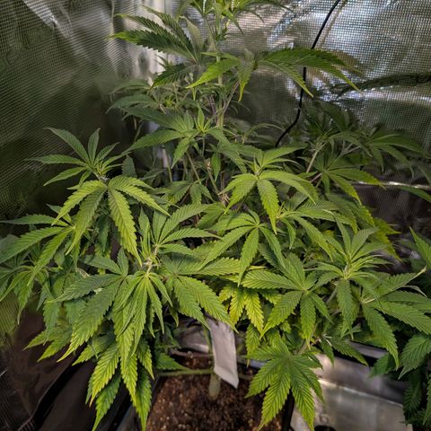 Pineapple Muffin growlog timeline photo
