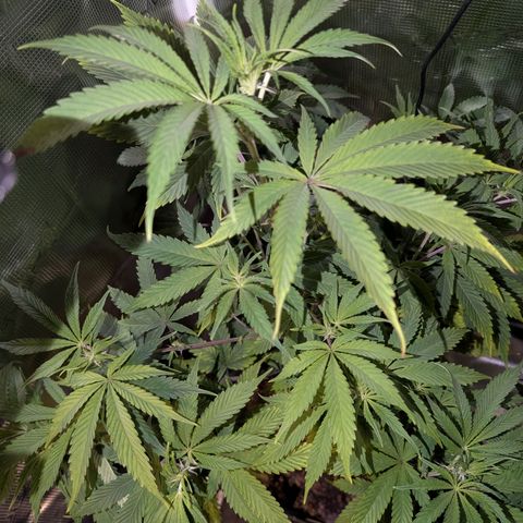 Pineapple Muffin growlog timeline photo