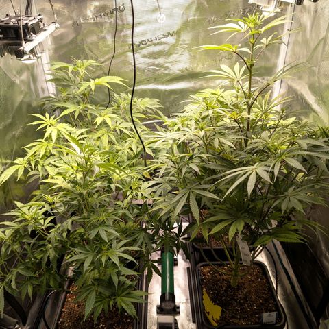 Pineapple Muffin growlog timeline photo