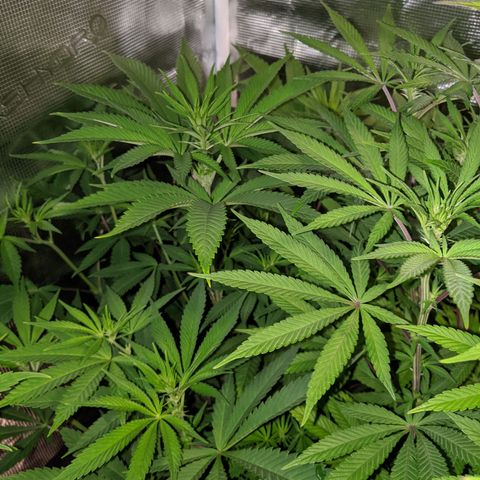 Humboldt Sour Diesel growlog timeline photo