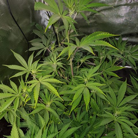 Pineapple Muffin growlog timeline photo
