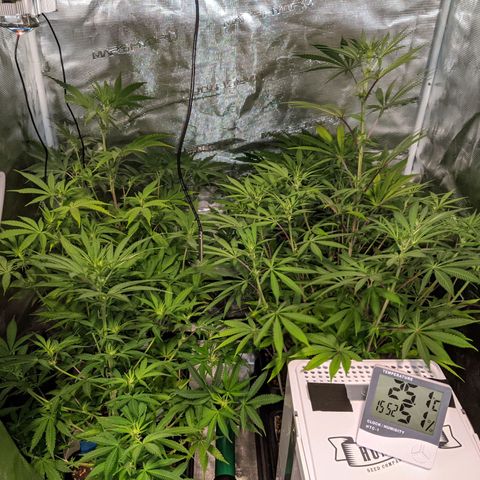 Pineapple Muffin growlog timeline photo