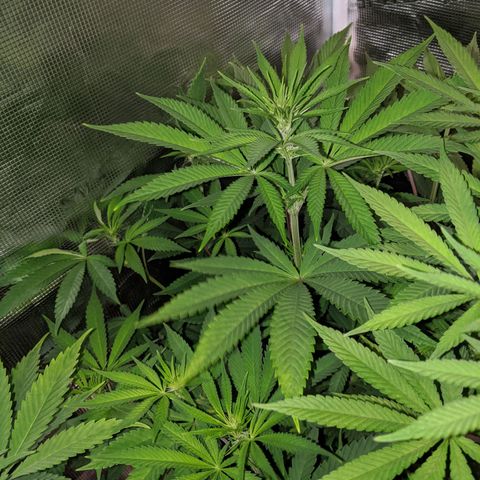Humboldt Sour Diesel growlog timeline photo