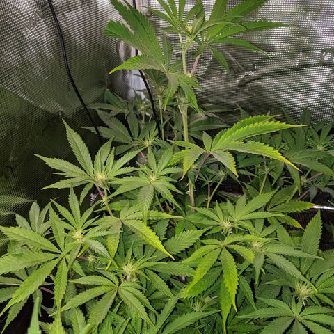 Pineapple Muffin growlog timeline photo